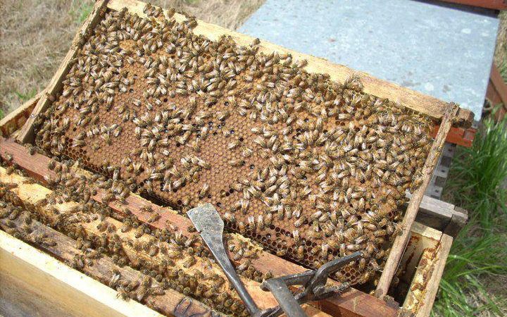 امراض النحل والحشرات الضارة