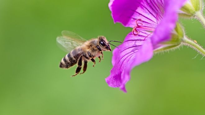 تعليمات حول تربية النحل و طريقة اقتنائه